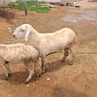 فحل حري