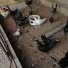 دجاج بلدي بشاير