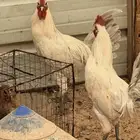 للبيع ديكه فيومي