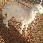 طلي حري طيب عمرو 7 8 شهور