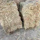 ذره ناعمه صافيه كوم ممطور من شركة الشدي في وادي الدواسر