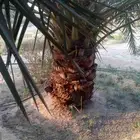 3 نخلات للبيع في هجره صلاصل النوع ارزيز