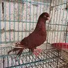 للبيع حمام ذكر سوري ومعاه فرخ
