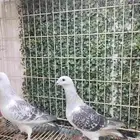 حمام زاجل