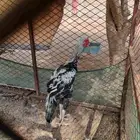 ديك شامو الماني