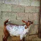 جذع فاخر من الاخر