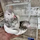 للبيع حمام باكستاني جوز
