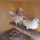 حمام قطيفي