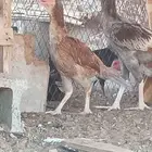 دجاج باكستاني وفارسي والبيع جمله