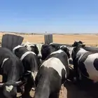 جزار محترف ومندوب مبيعات لحوم حية ابقار