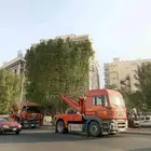 معلم قص شجر ونخل بجده
