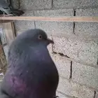 السلام عليكم للبيع جوز حمام باكستاني مع فرخين