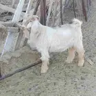 تيس جذع سمين قافل العمر سبع اشهر الموقع ضبوعه