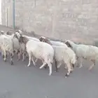 غنم نعيم طيبة