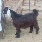 تيس جذع سمين قافل العمر9اسهر مخصي الموقع ضبوعه