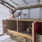 جوز تركي مع طباته وفروخه