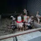فروخ دجاج سندي للبيع