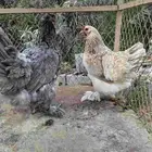 دجاج براهما