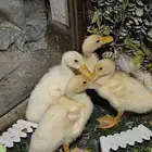 4 بطات مع قفص