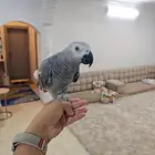 بيغاء كاسكو اليف جدا وهدد ومتكلم