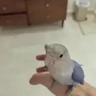 روز