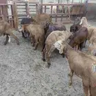 طليان سواكن حمري