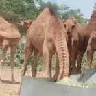 حاشي للبيع
