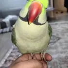 دره نيبالي اليف
