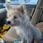 كلب مالتيز لعوب جدآ ويحب الاطفال للبيع بسعر جميل