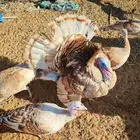 دجاج رومي منتج