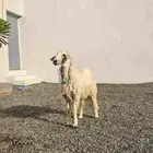 خروف اصفر ذبيحه ( تم البيع )