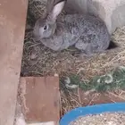 ارانب بلدي وديك