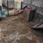 دجاجه شامو الاماني للبيع لا يجي غير الصامل