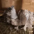 حمام هزازي أمريكي