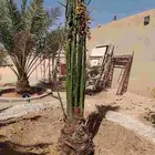 نخل للبيع مثمر خلاص سكري صقعي مجدول سلاطين نبوت سيف سلج