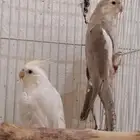 جوز كوكتيل (كروان) البينو كريم فيس