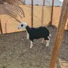 رخل نجديه كايفه