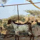 تيس فحل صنف