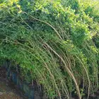 يتوفر الوز هندي والوز اشوكي بكميات كبيره جدن