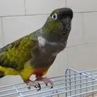 كنيور باتاقونيا النادر