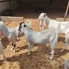 معزا هولنديات