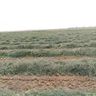 لفات رودس جديدة التبين بعد ثلاث يوم