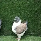 كنق مودينا امريكي بوت