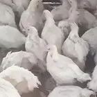 دجاج الحم فيغ للبيع