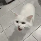 قط للتبني