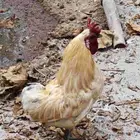 للبيع مجموعة ديوك