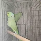 جوز دورة هندية