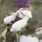 جوزين ارانب المانيات حجم كبير للبيع