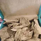 عود مروكي حي طبيعي