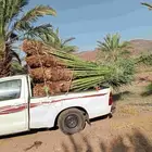 يوجد لدينا اليوم نخل للبيع في مكه